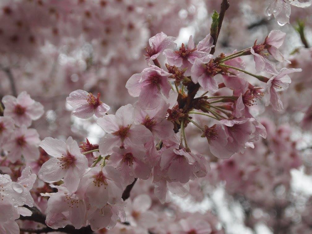 Cherry blossoms Japan