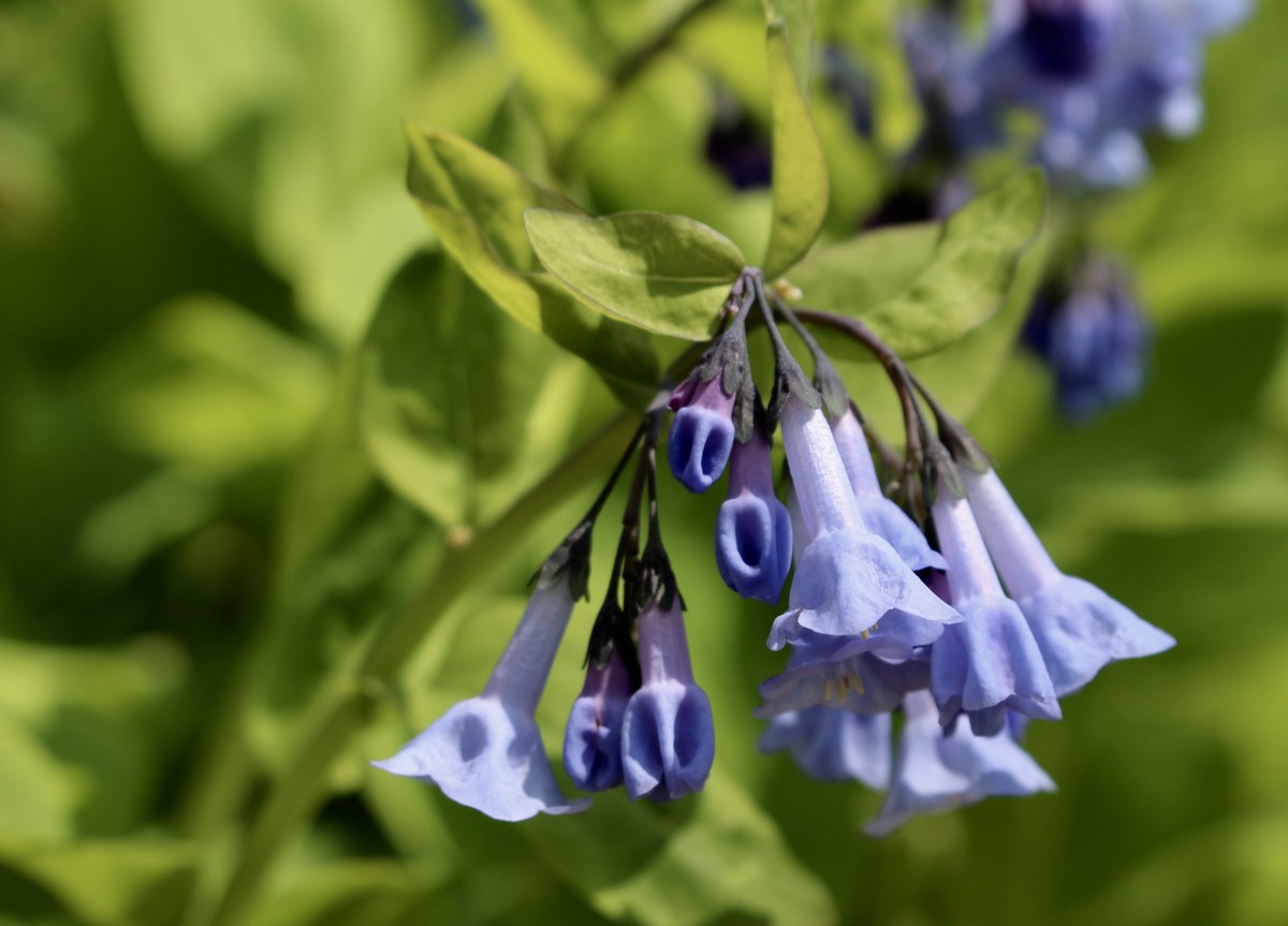 fullsizeoutput_1494b