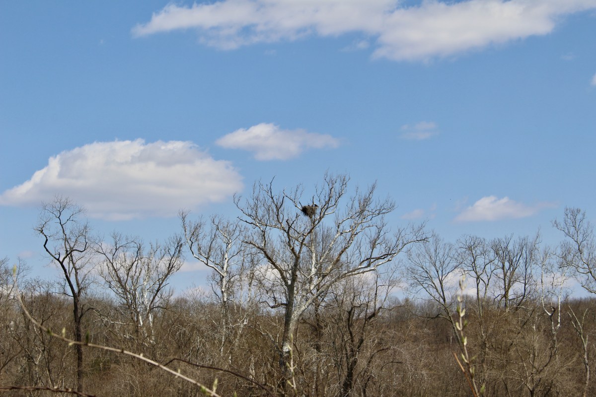 fullsizeoutput_1495b