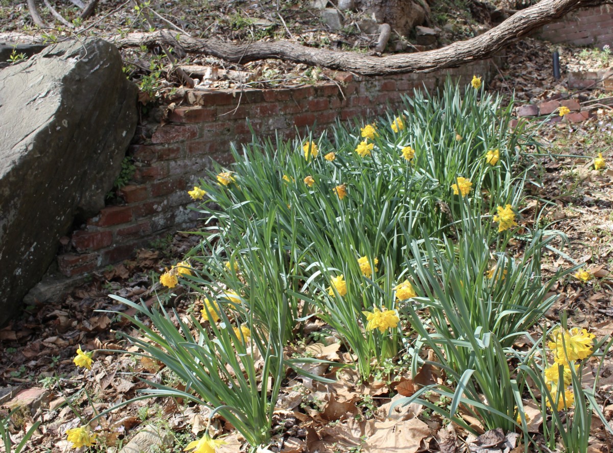 fullsizeoutput_14964