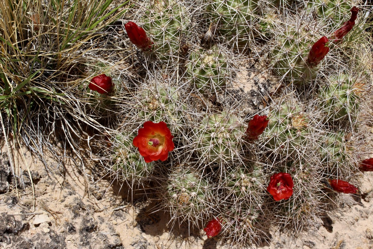 fullsizeoutput_156ca