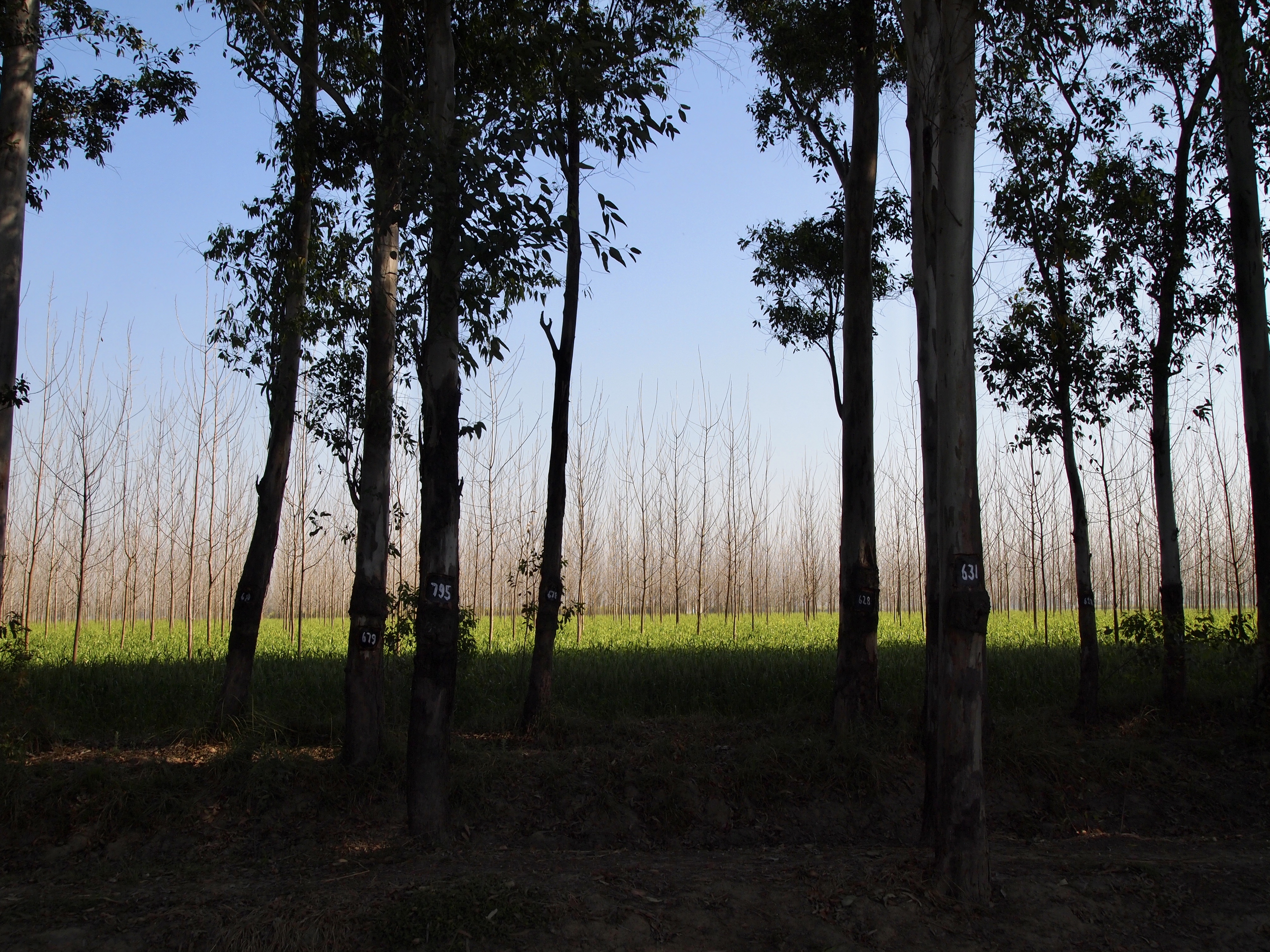 fullsizeoutput_15bd1