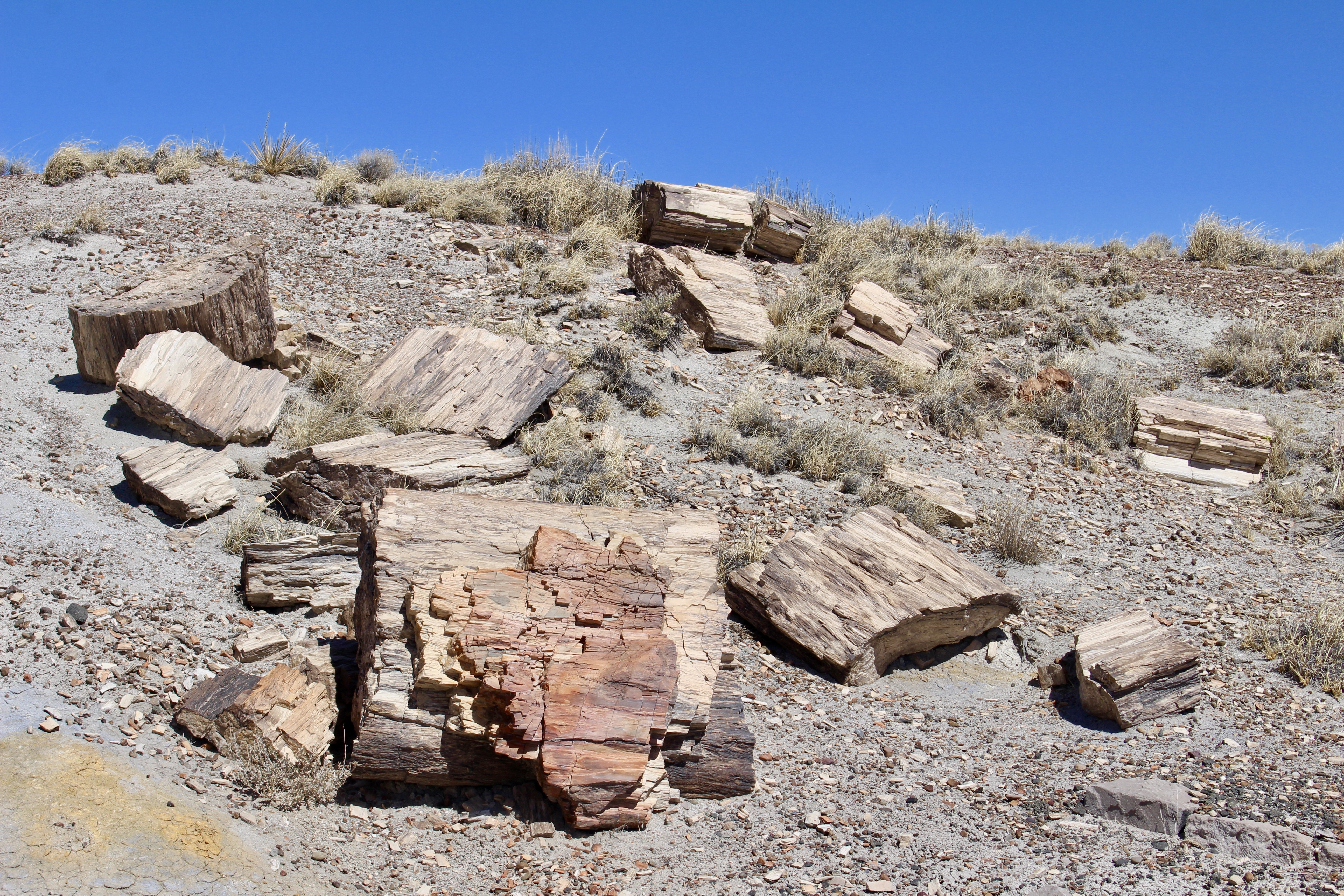 fullsizeoutput_1519e