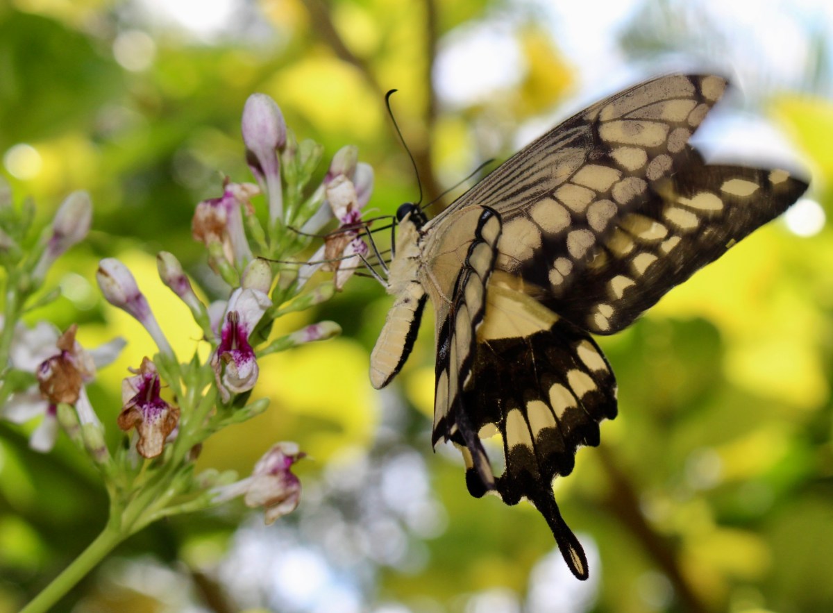 fullsizeoutput_15f75