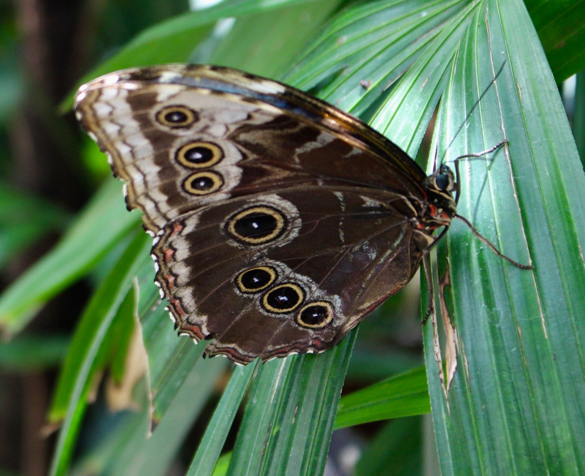 fullsizeoutput_15f8f