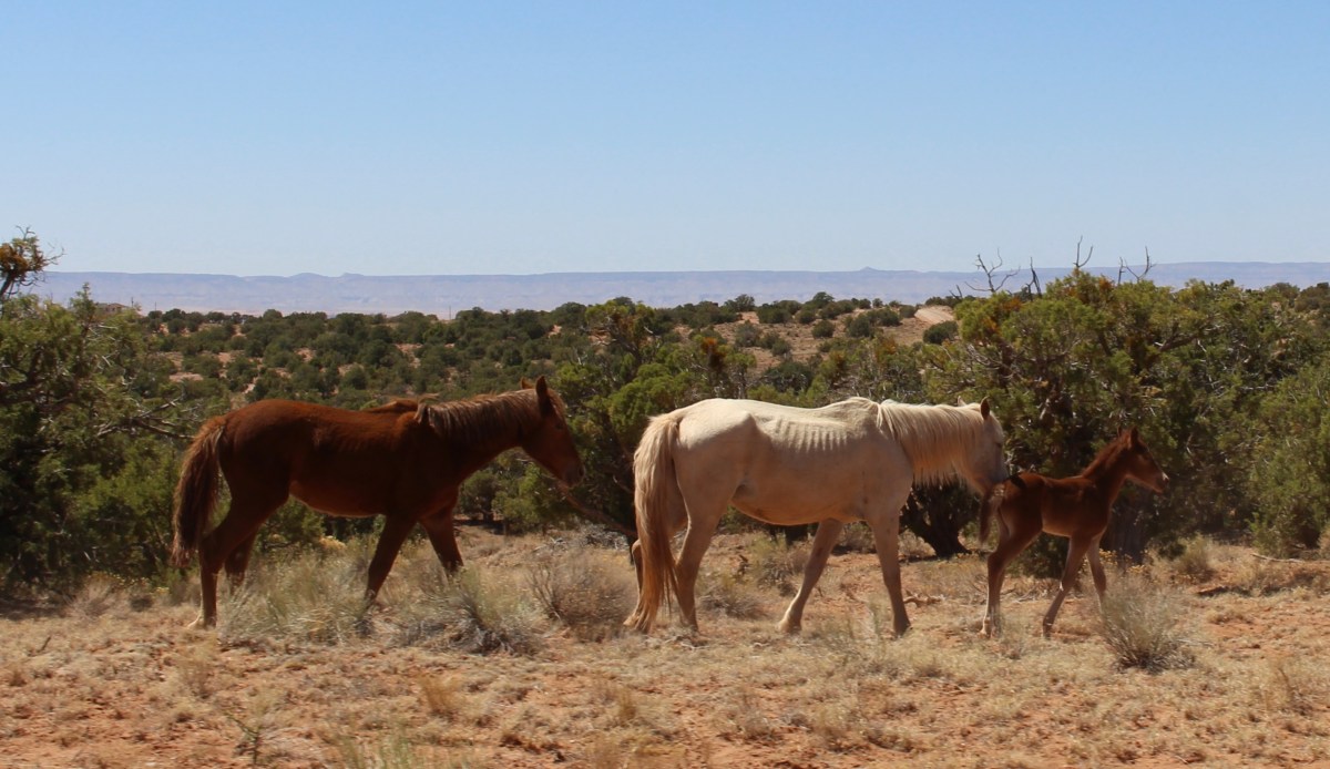 fullsizeoutput_1532a