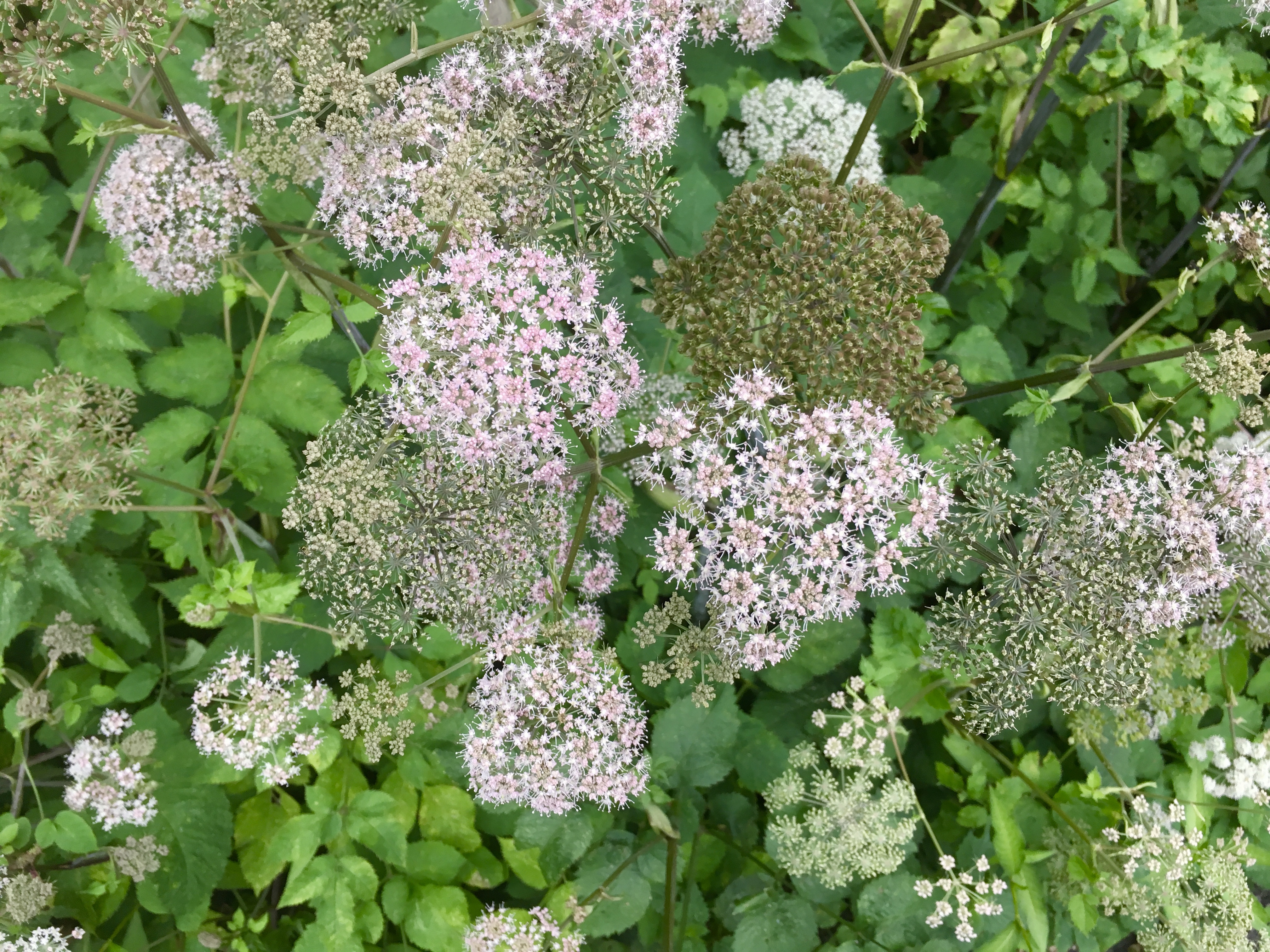 fullsizeoutput_171c3