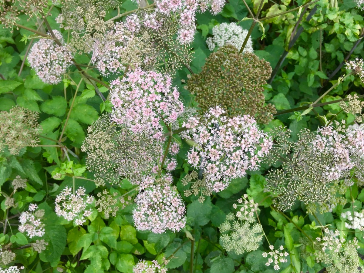 fullsizeoutput_171c3