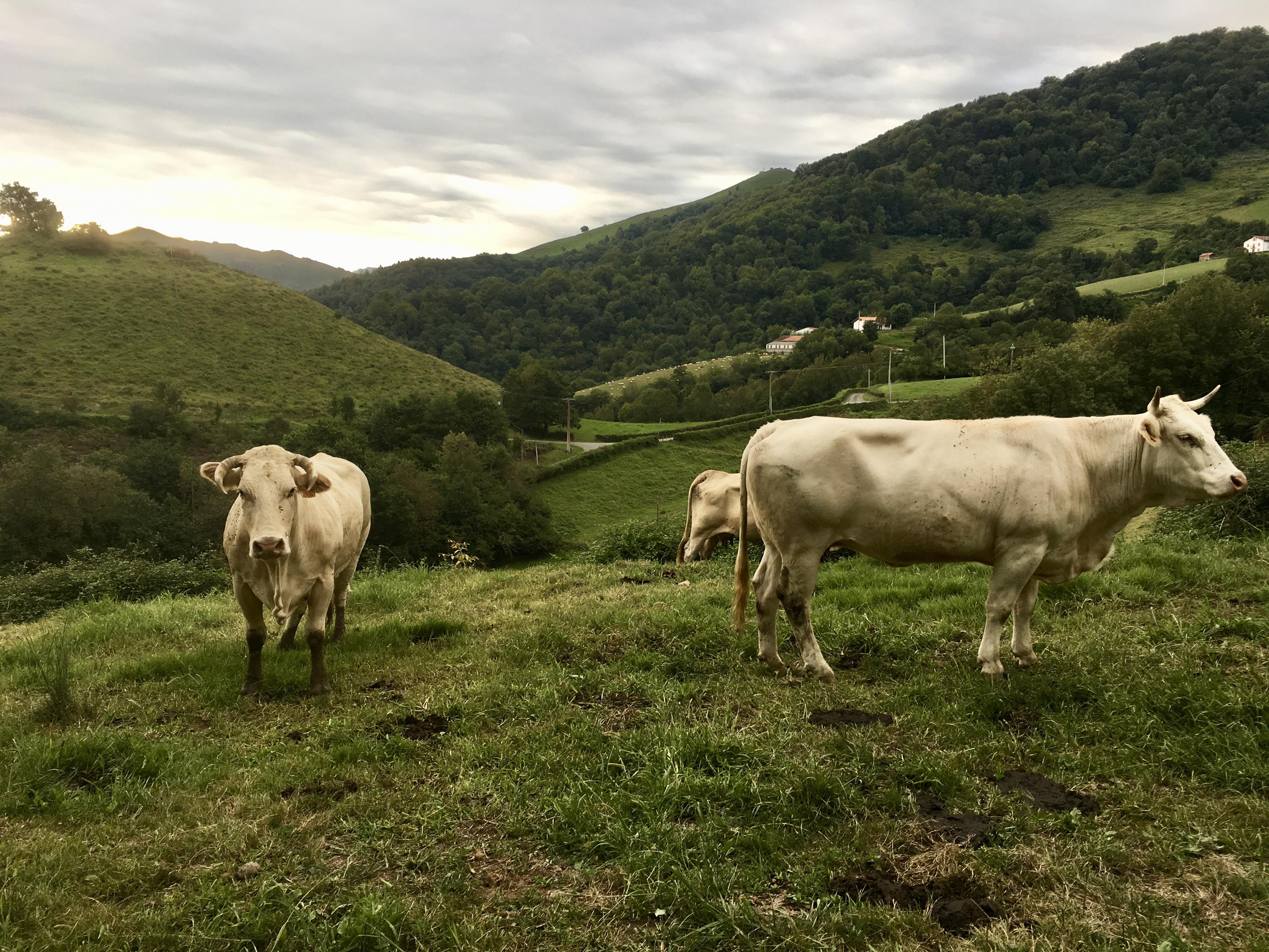 fullsizeoutput_171cf