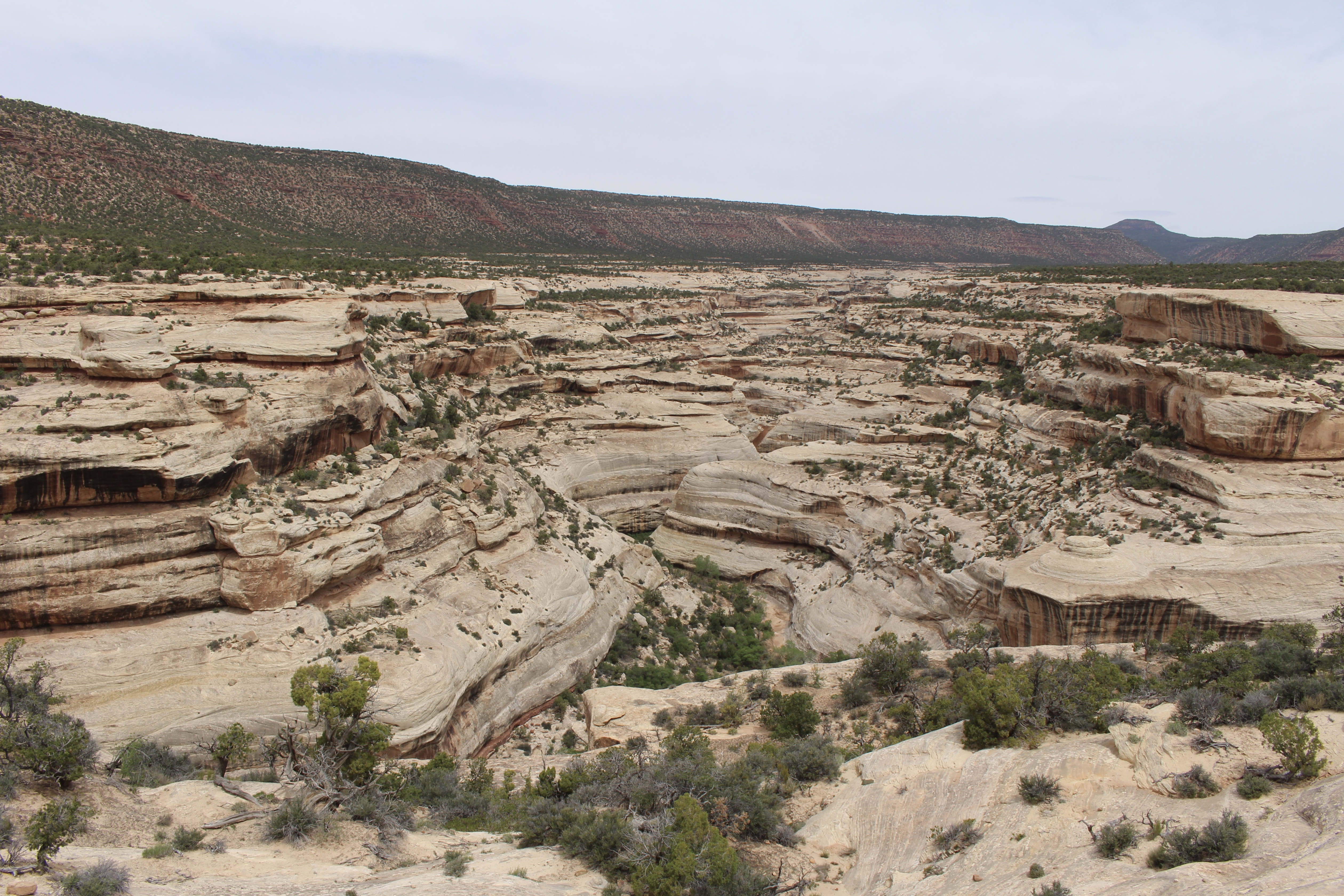 fullsizeoutput_1569e