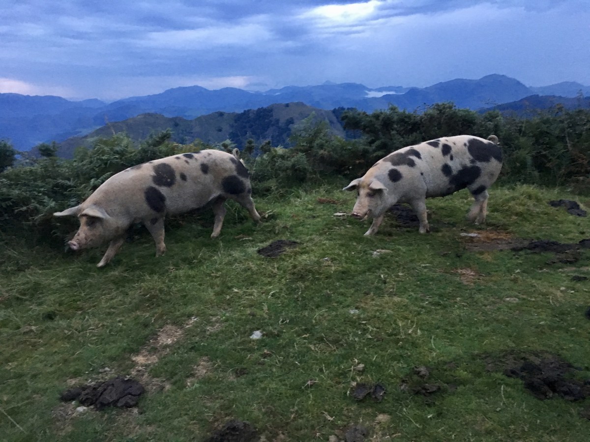 fullsizeoutput_1641b