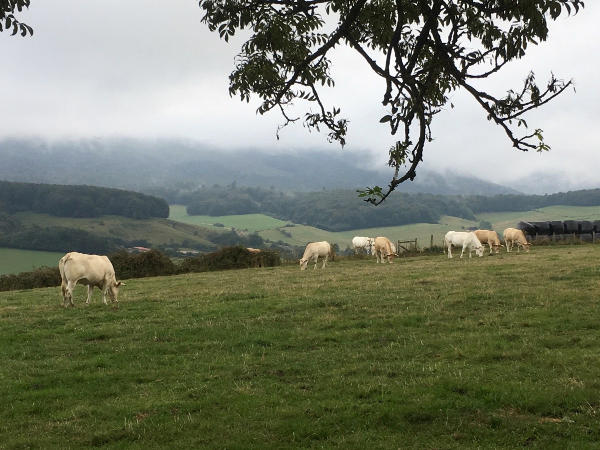 fullsizeoutput_1718a