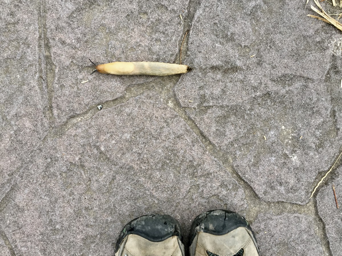 fullsizeoutput_17194