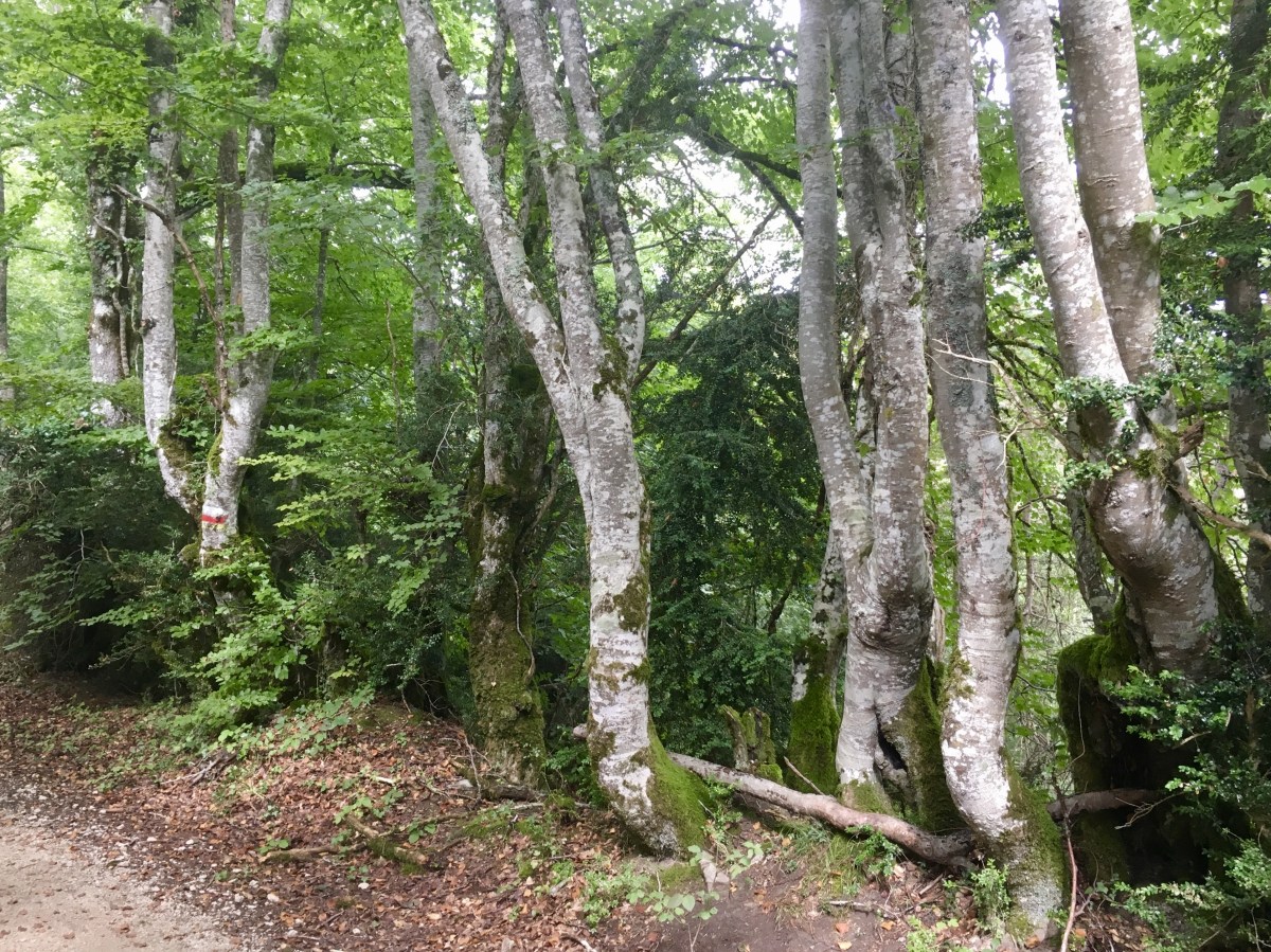 fullsizeoutput_1719a