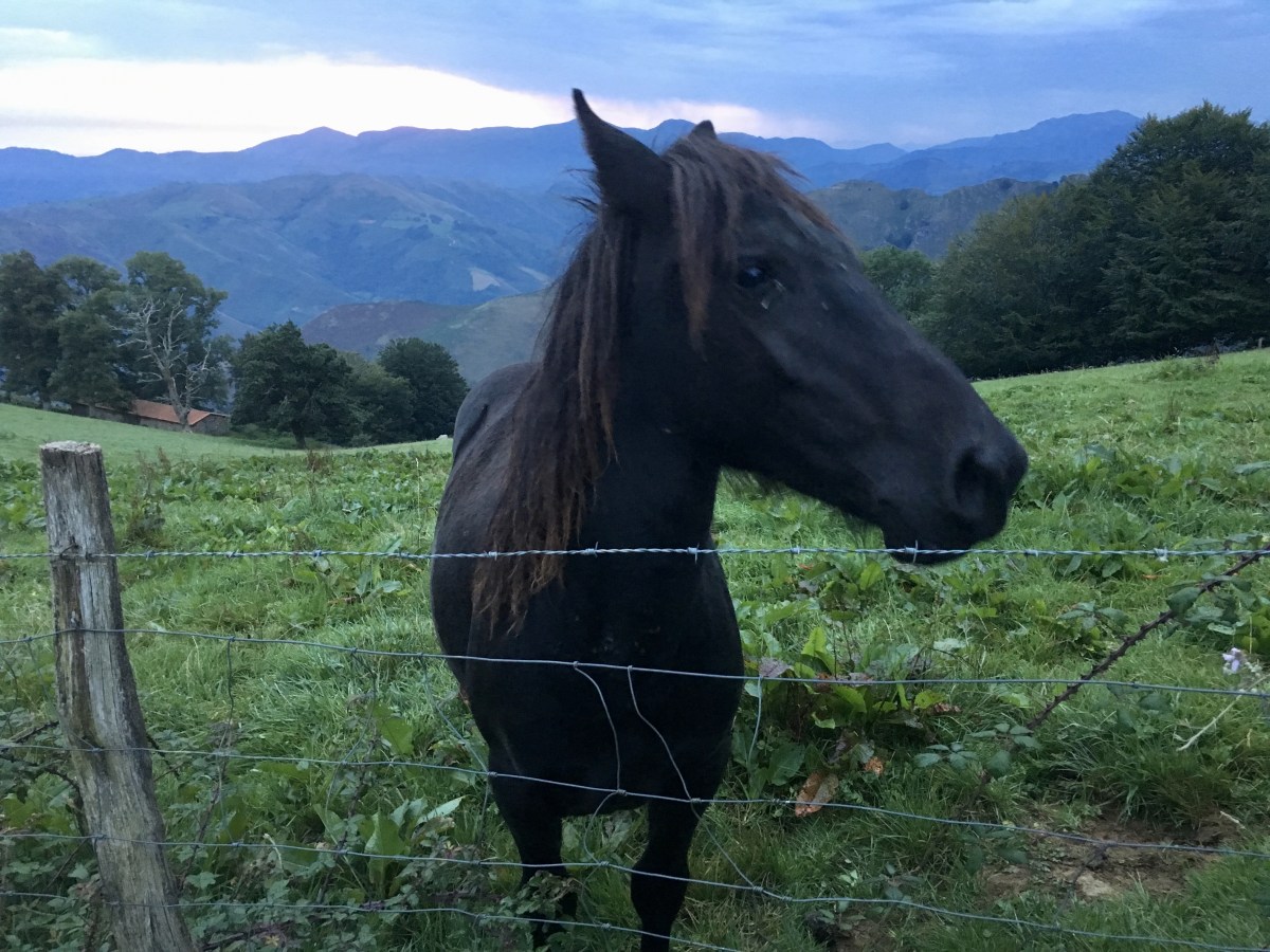 fullsizeoutput_171b2