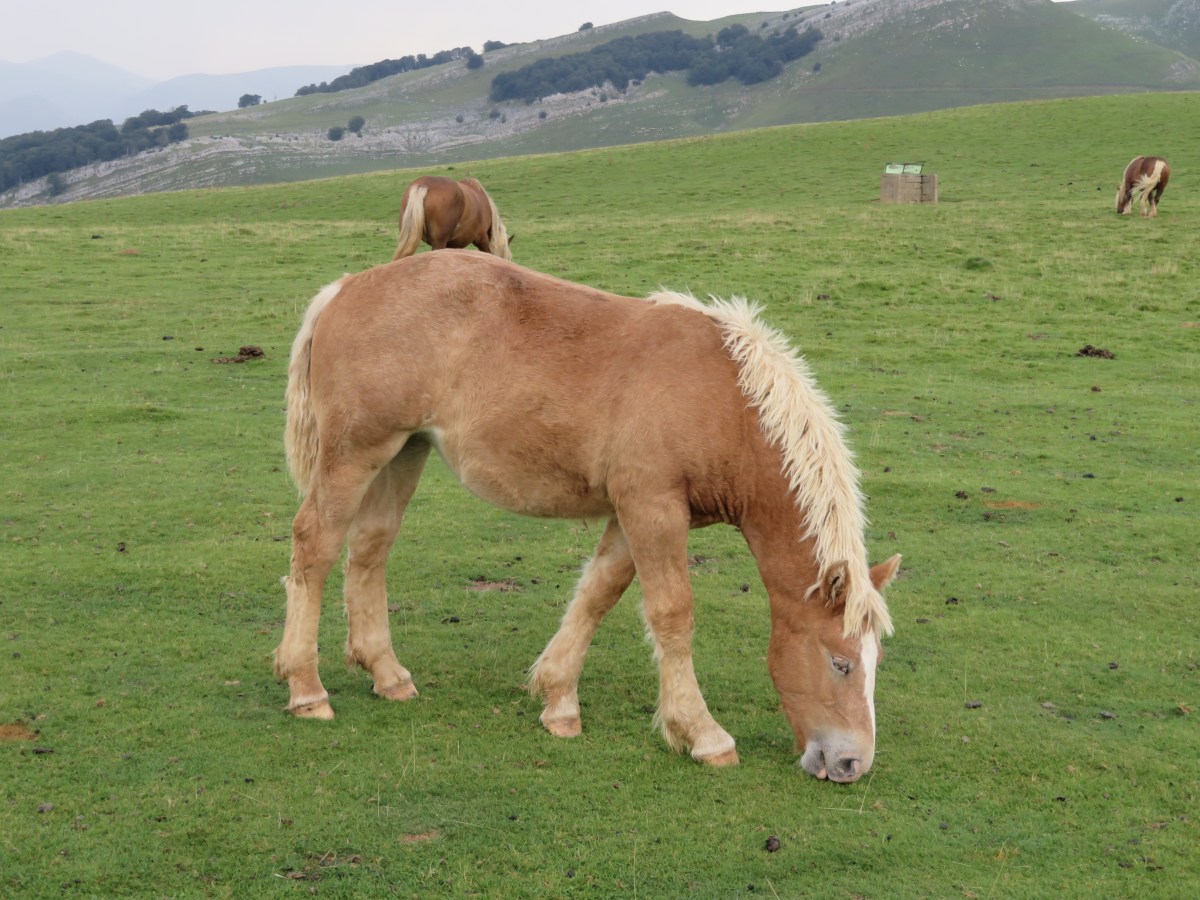 fullsizeoutput_17727