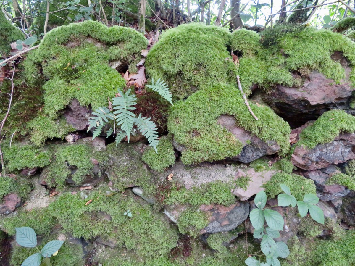 fullsizeoutput_17732