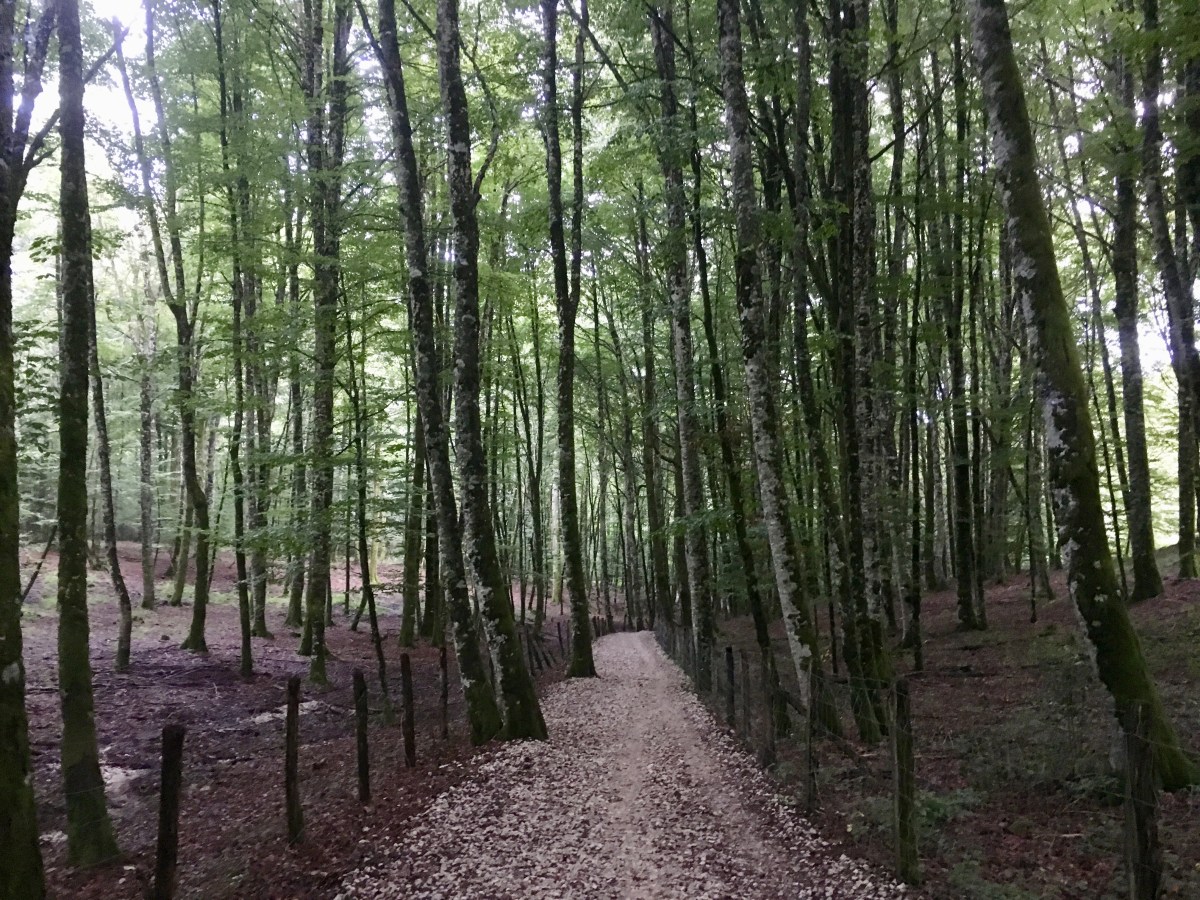 fullsizeoutput_17798