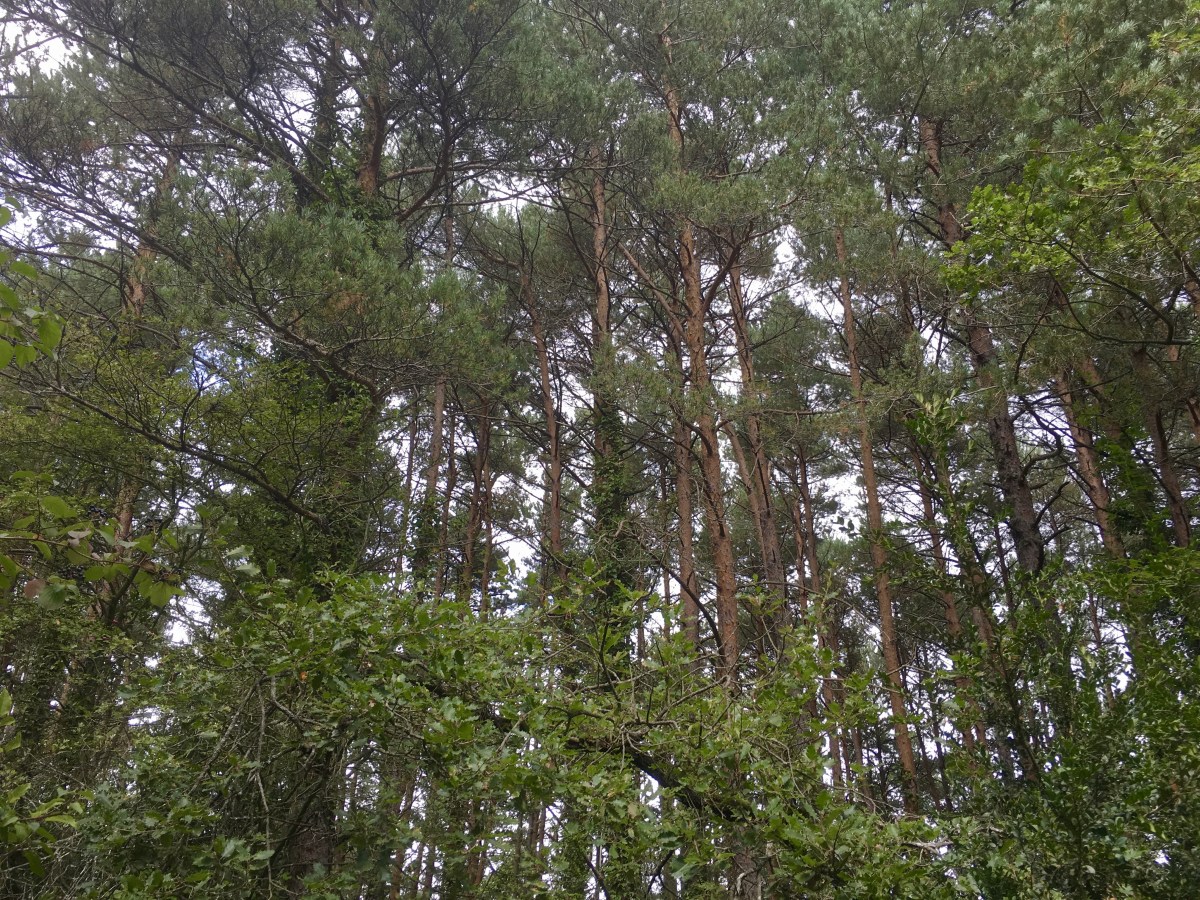 fullsizeoutput_1779f