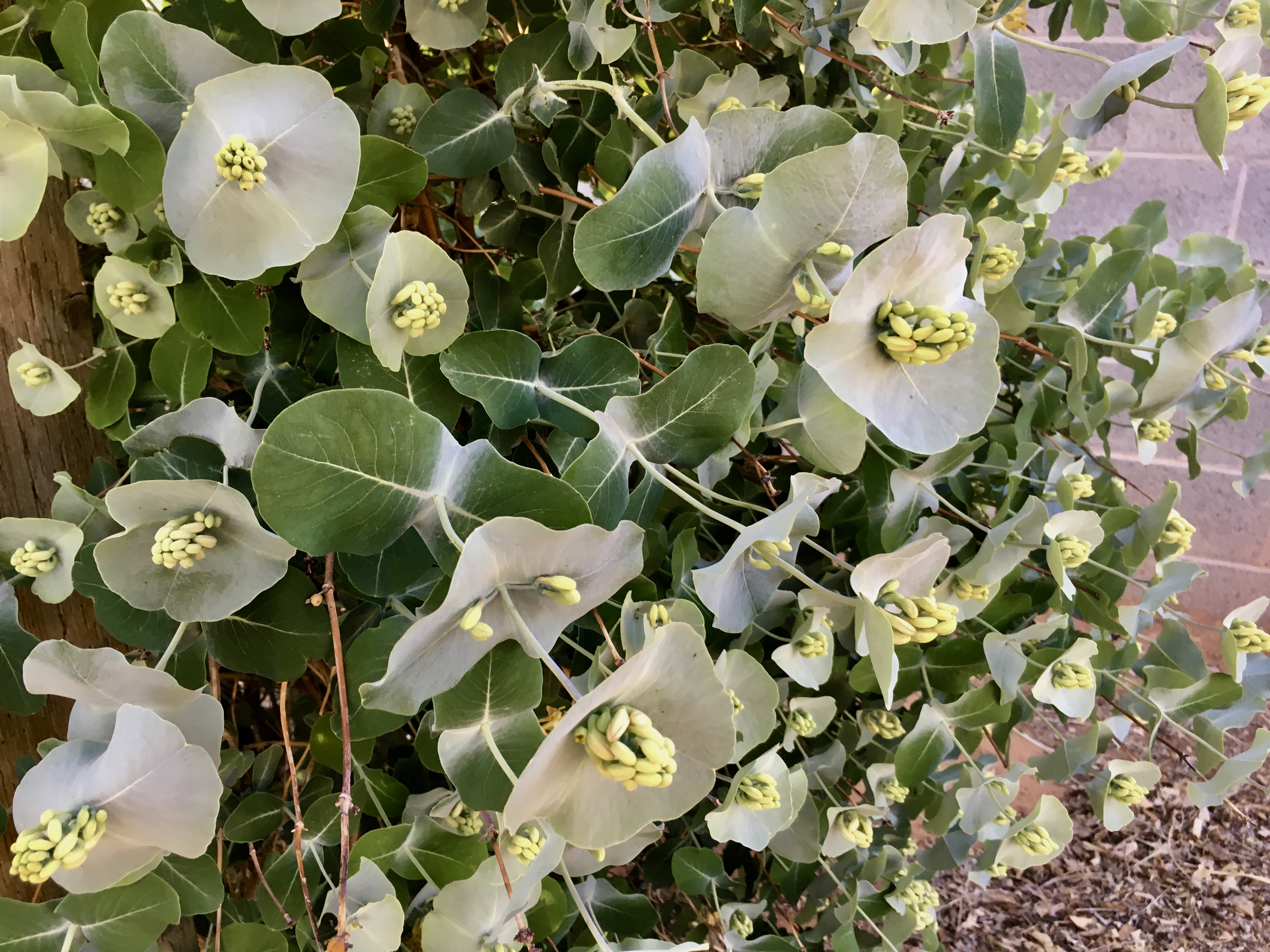 fullsizeoutput_1557d