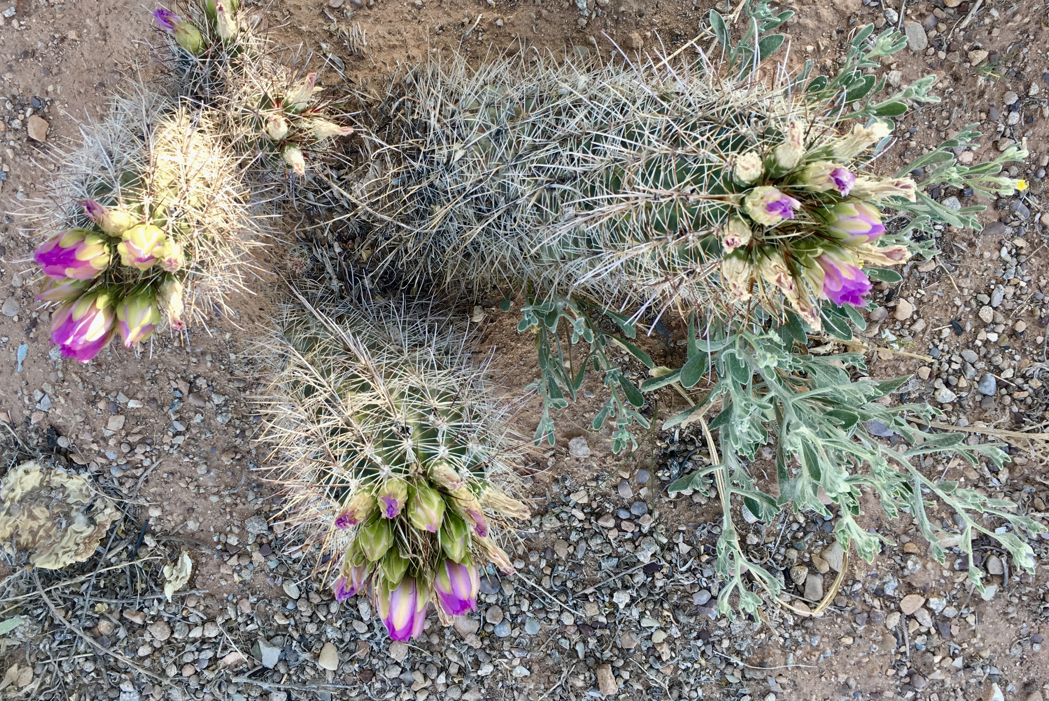 fullsizeoutput_1557f