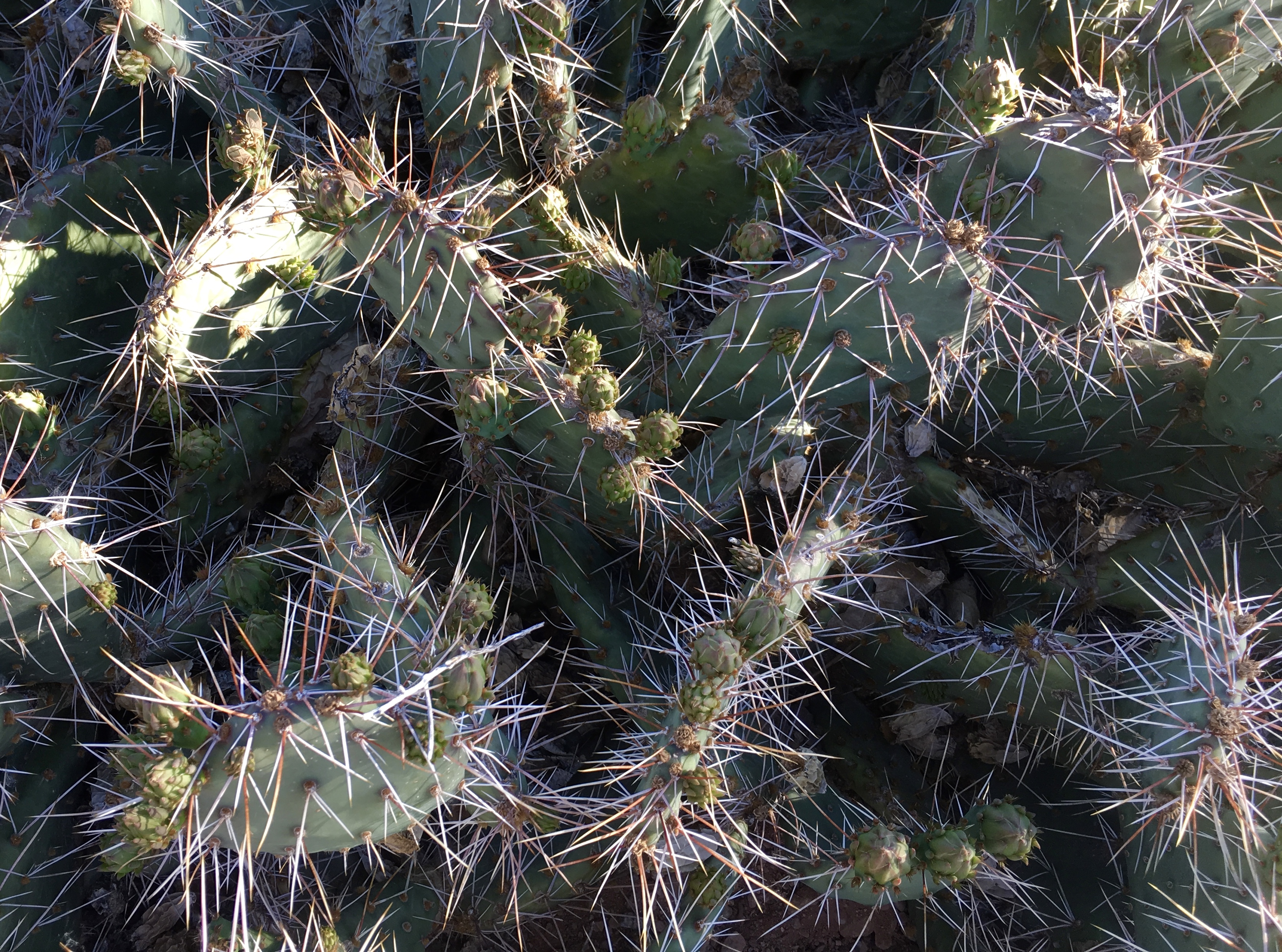 fullsizeoutput_15584