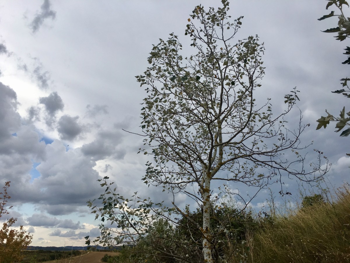 fullsizeoutput_17067