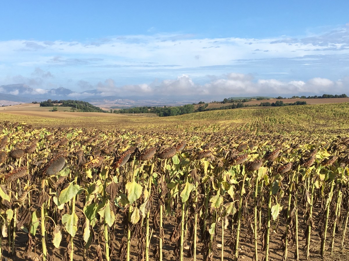 fullsizeoutput_17076