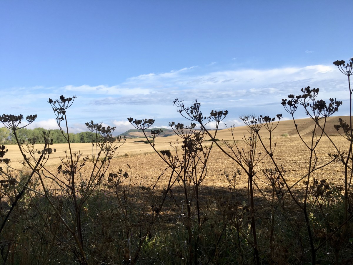 fullsizeoutput_17248