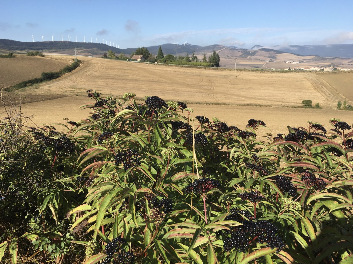 fullsizeoutput_17a99