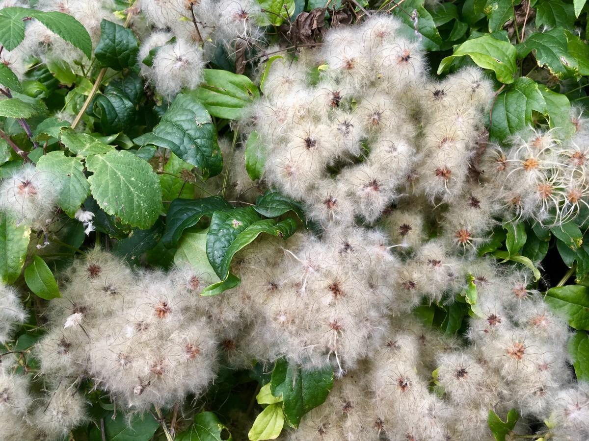 fullsizeoutput_16f9d