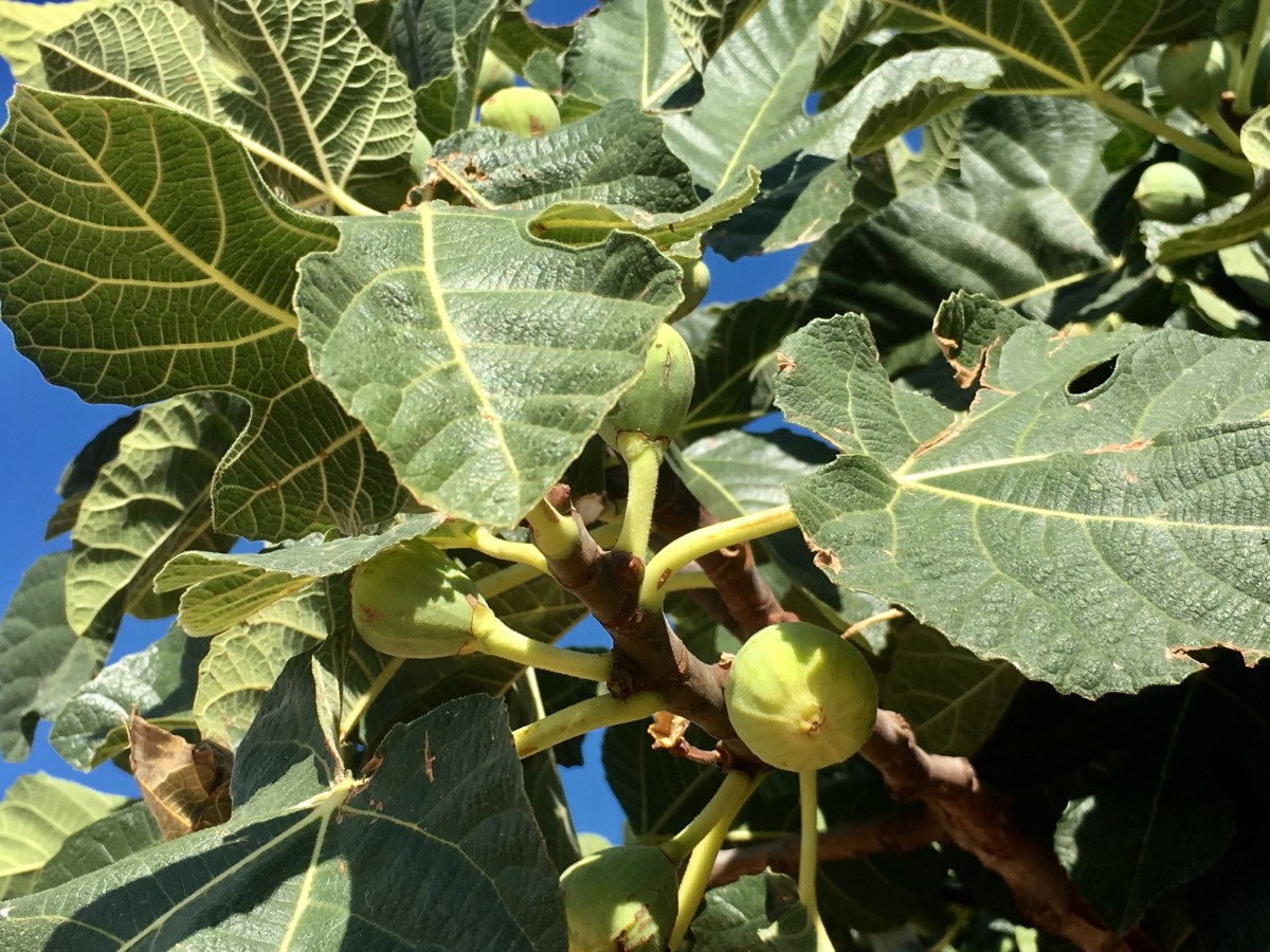 fullsizeoutput_1703d