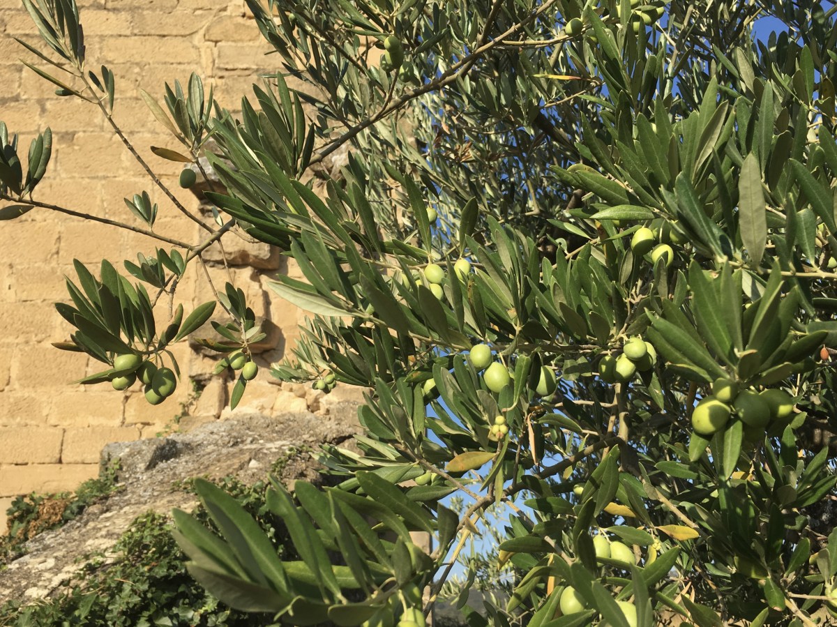 fullsizeoutput_17fc0