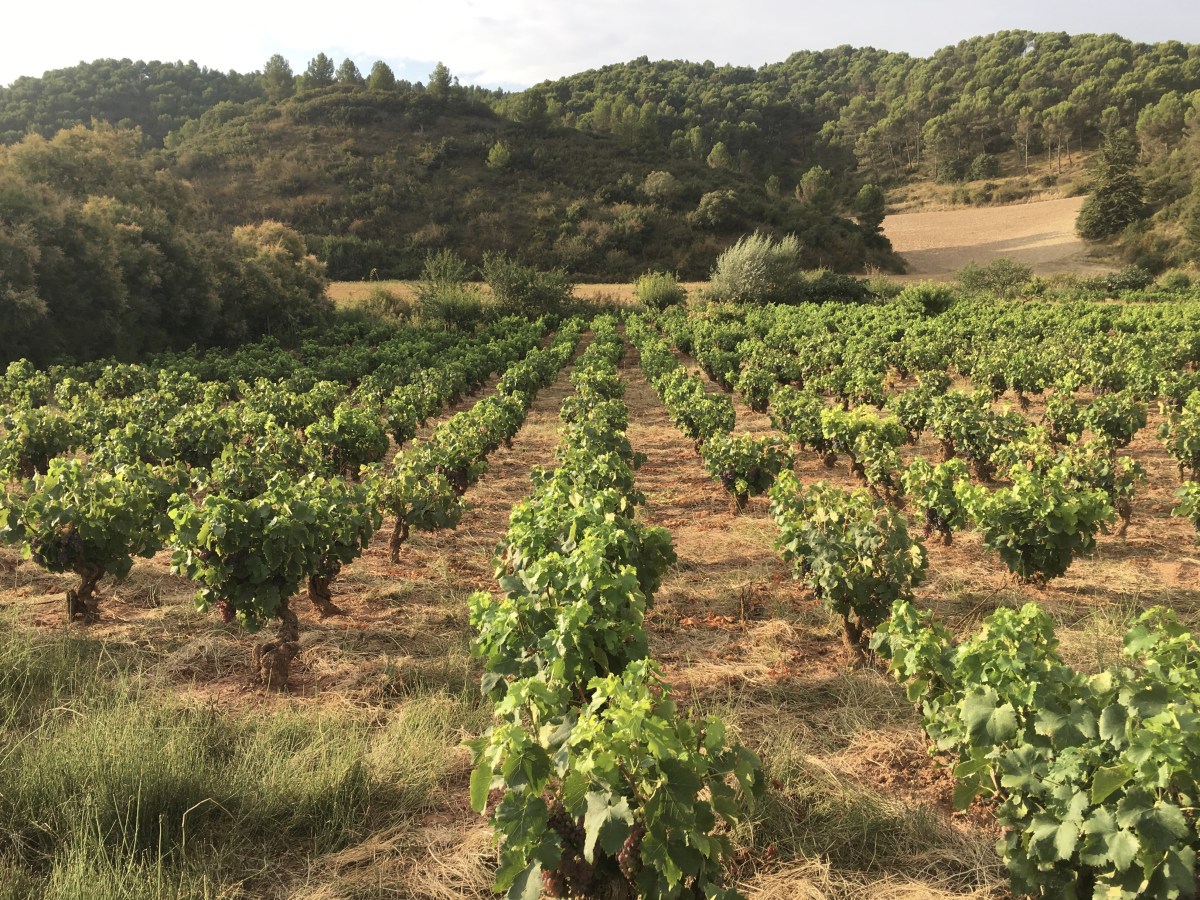 fullsizeoutput_18013