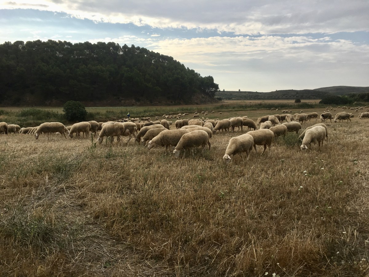 fullsizeoutput_18017