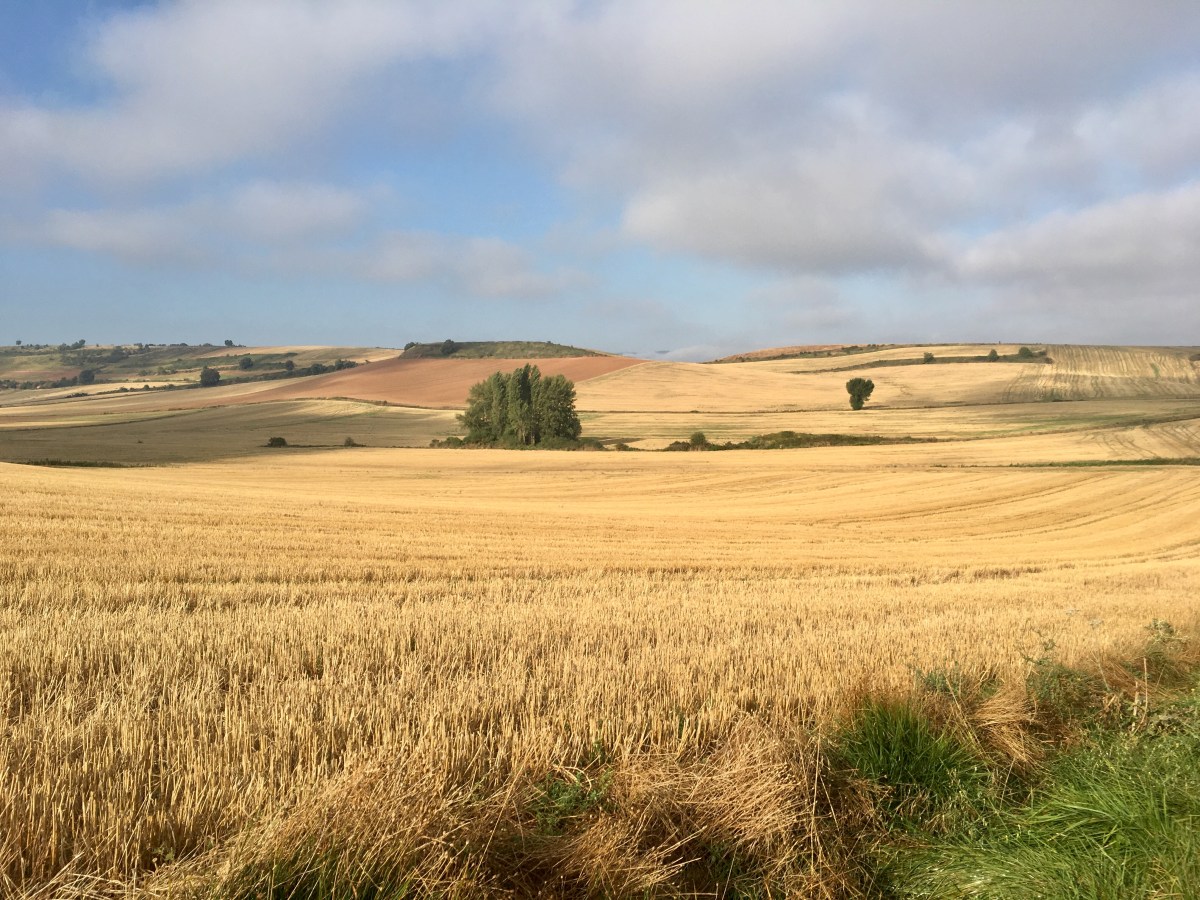 fullsizeoutput_16ef0