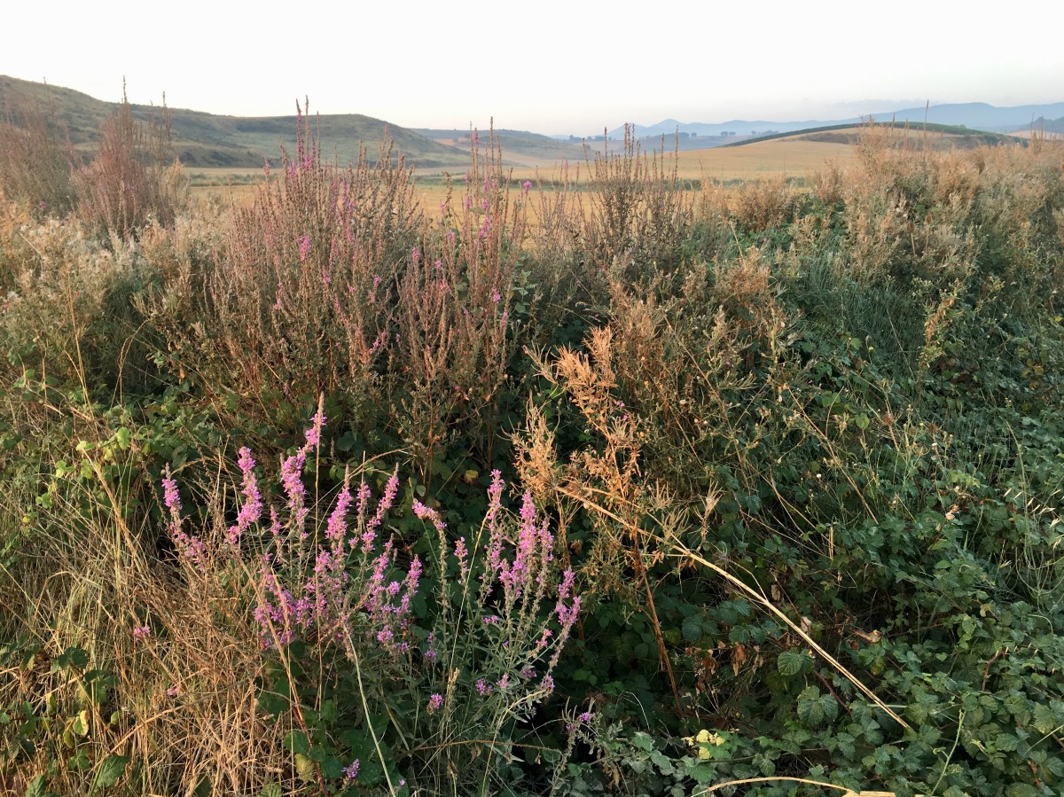 fullsizeoutput_16f20