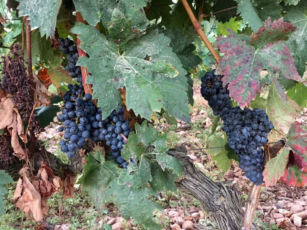 fullsizeoutput_16f39