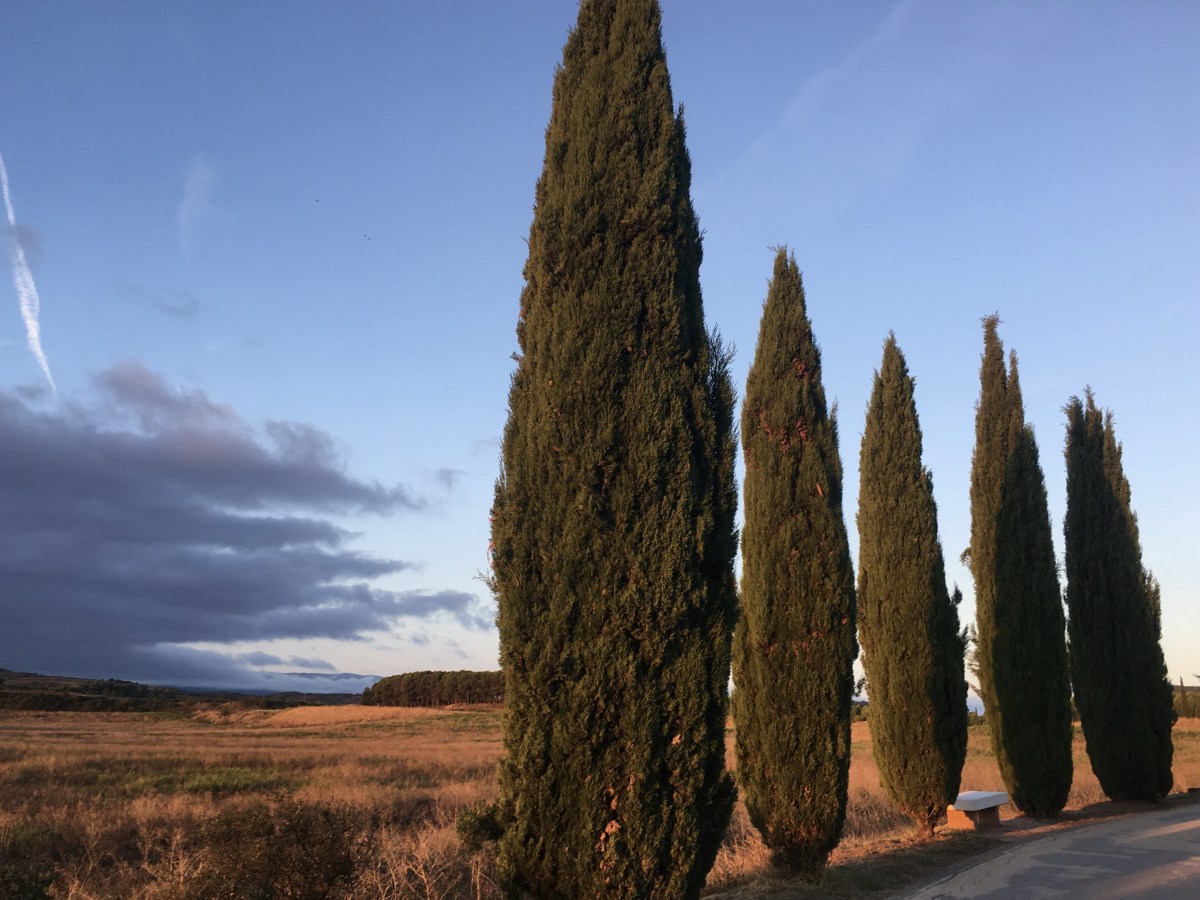 fullsizeoutput_17aeb