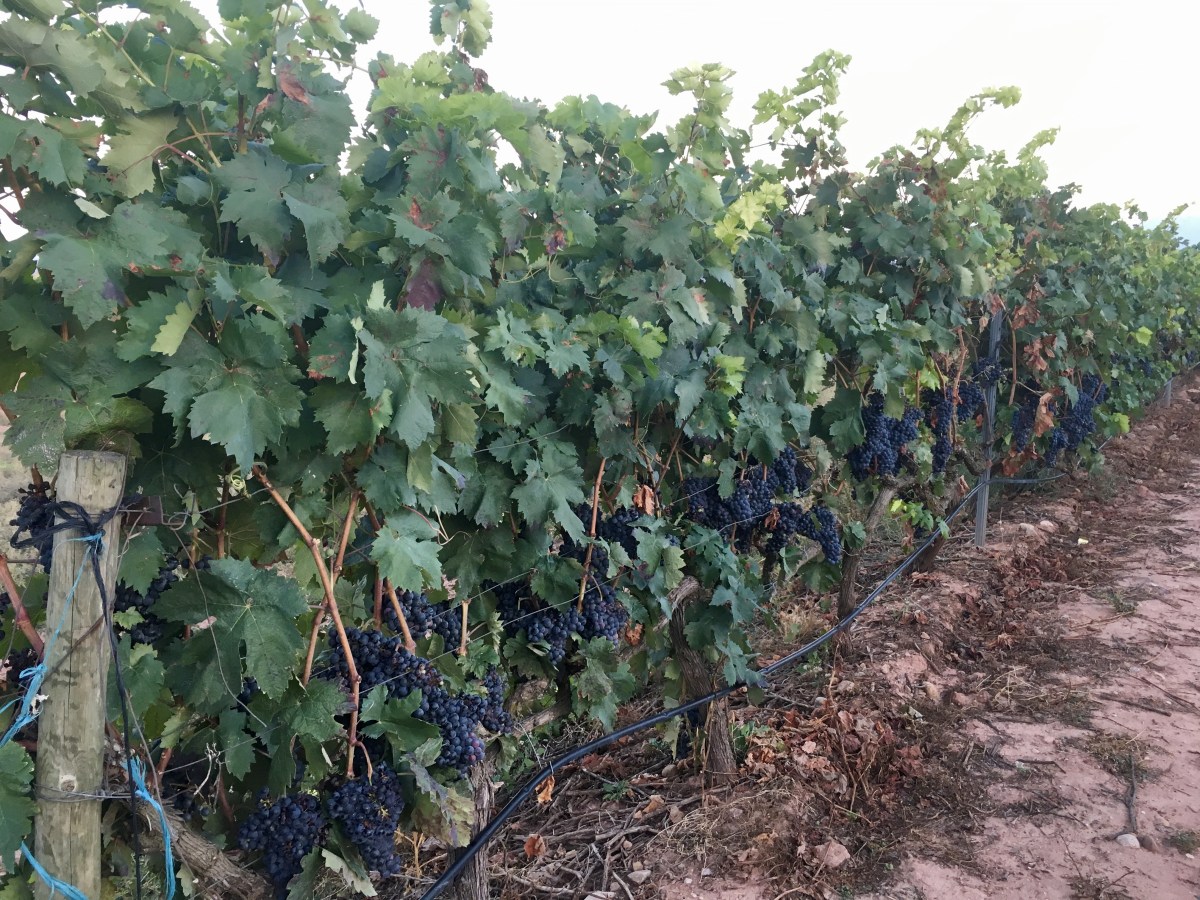 fullsizeoutput_17b75