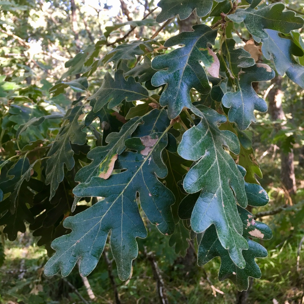 fullsizeoutput_16dec