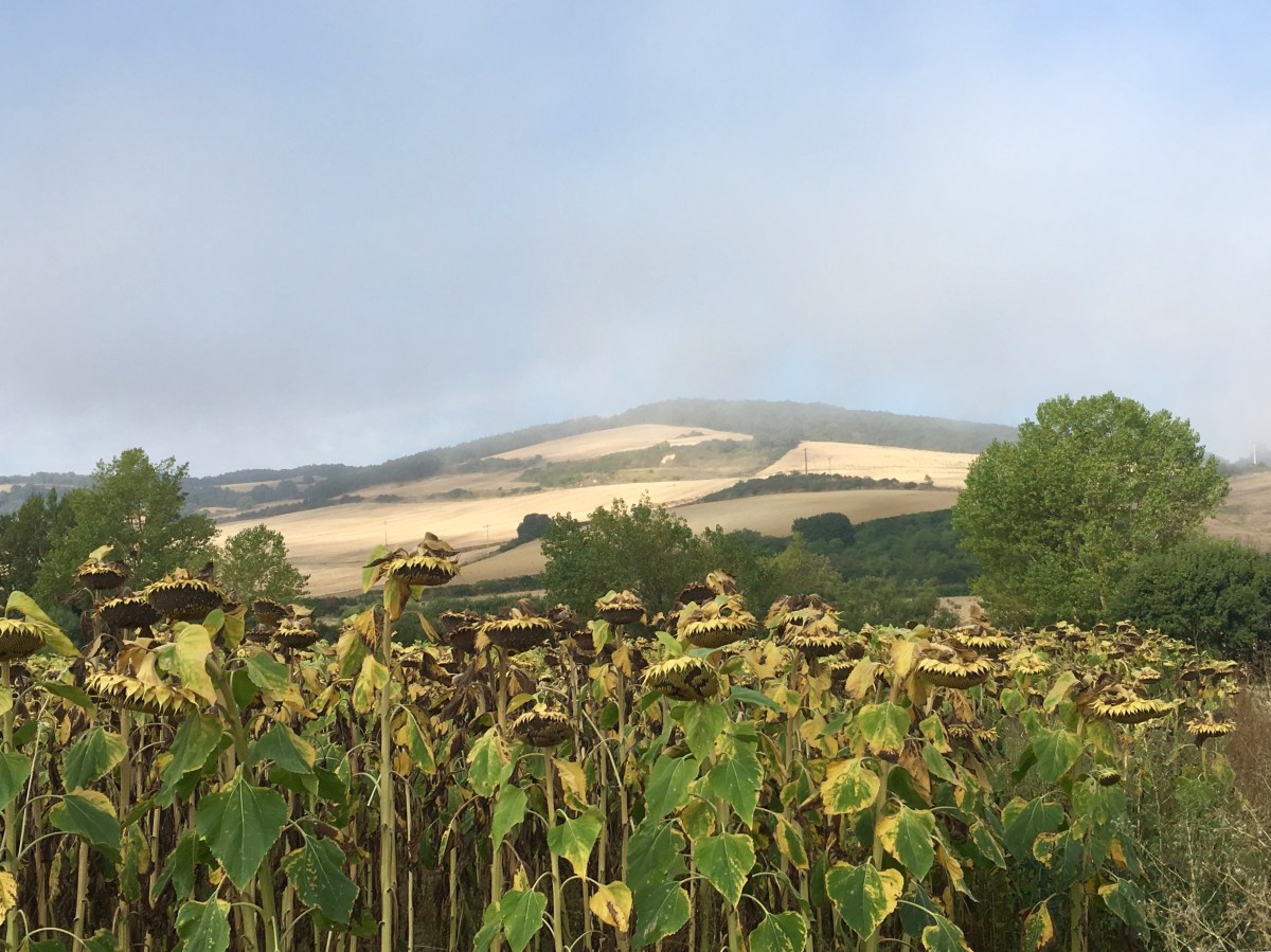 fullsizeoutput_16e4c