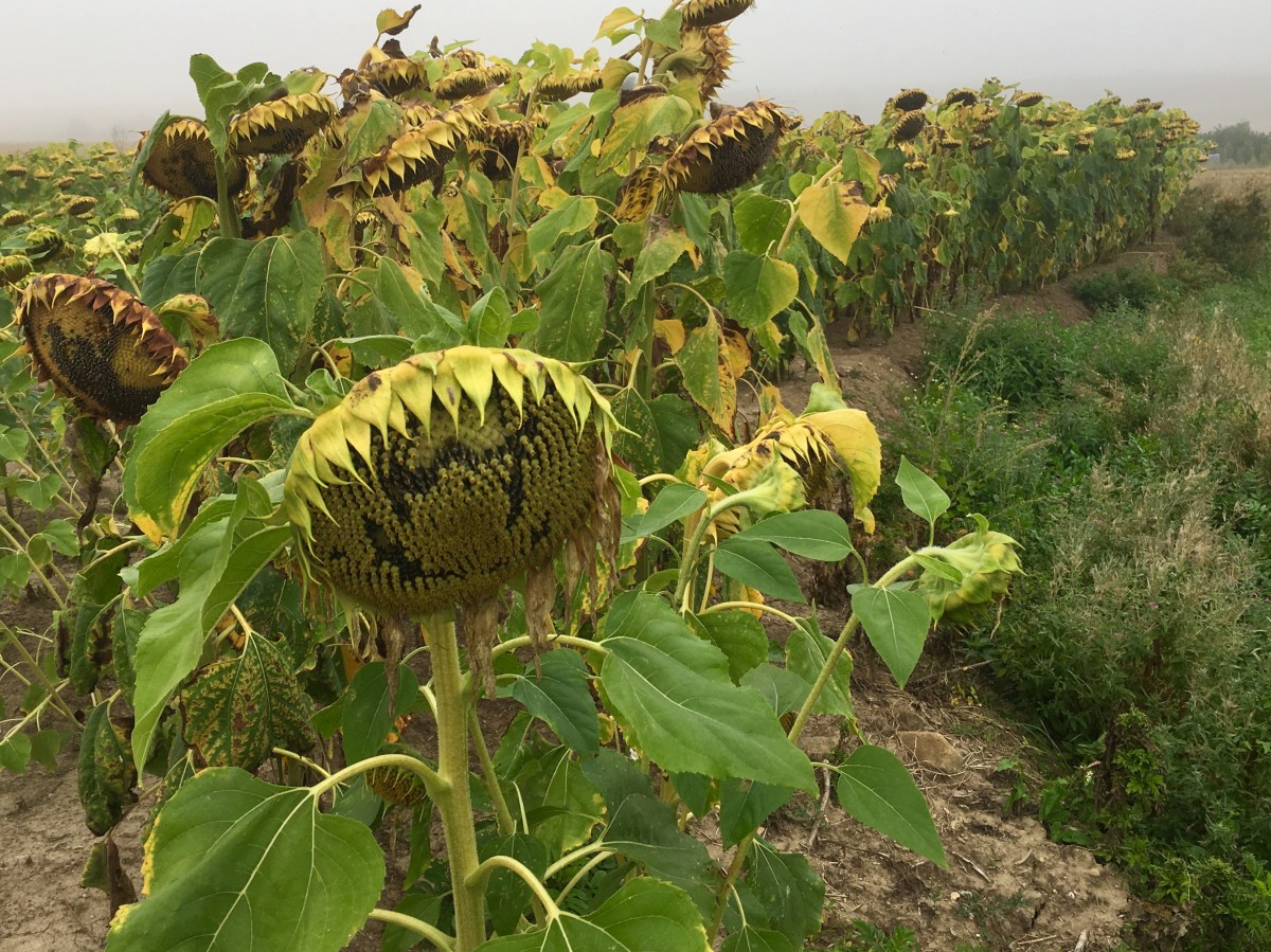 fullsizeoutput_16e75