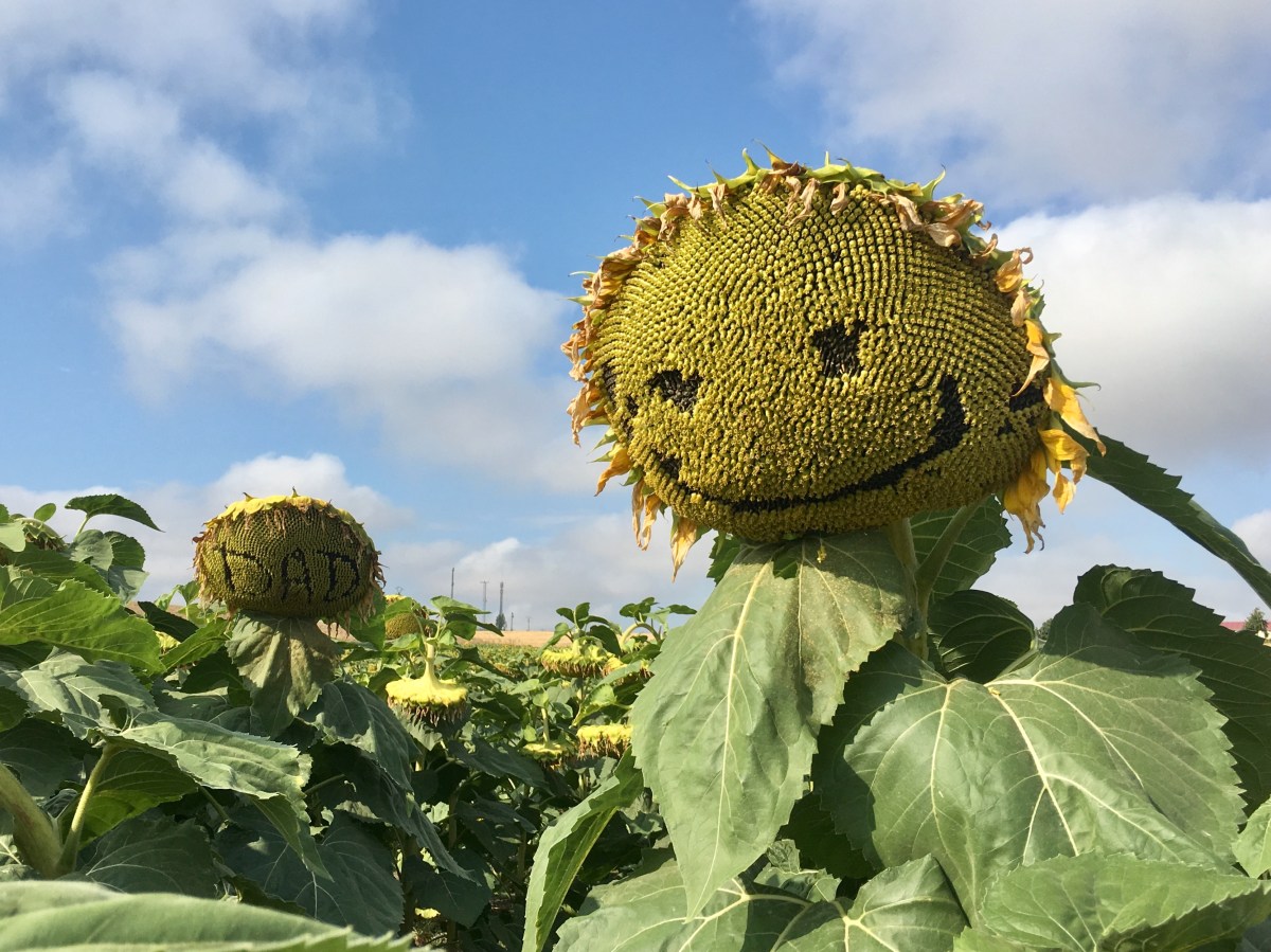 fullsizeoutput_16e7d