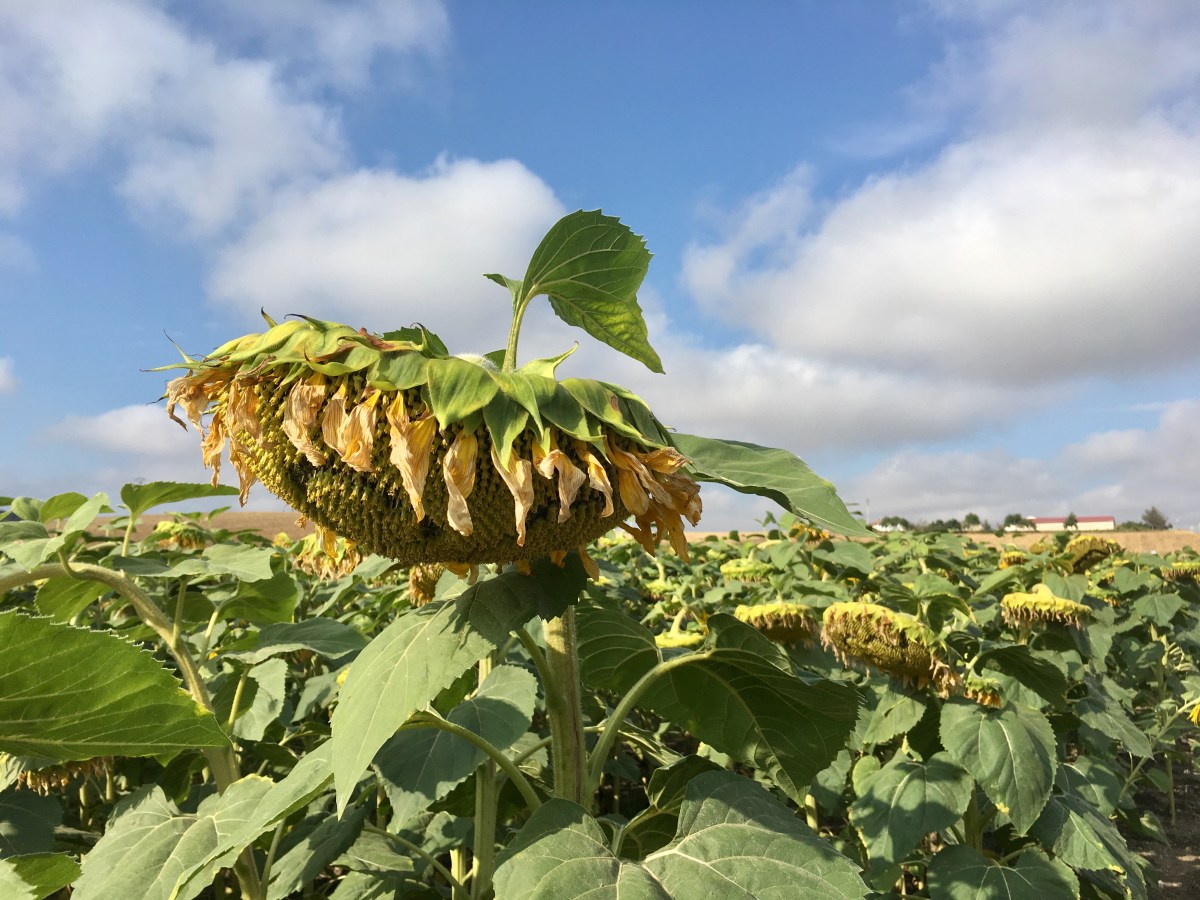 fullsizeoutput_16e8c