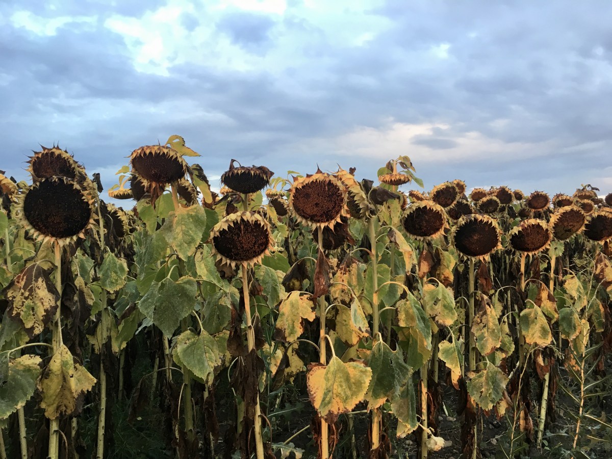 fullsizeoutput_17224