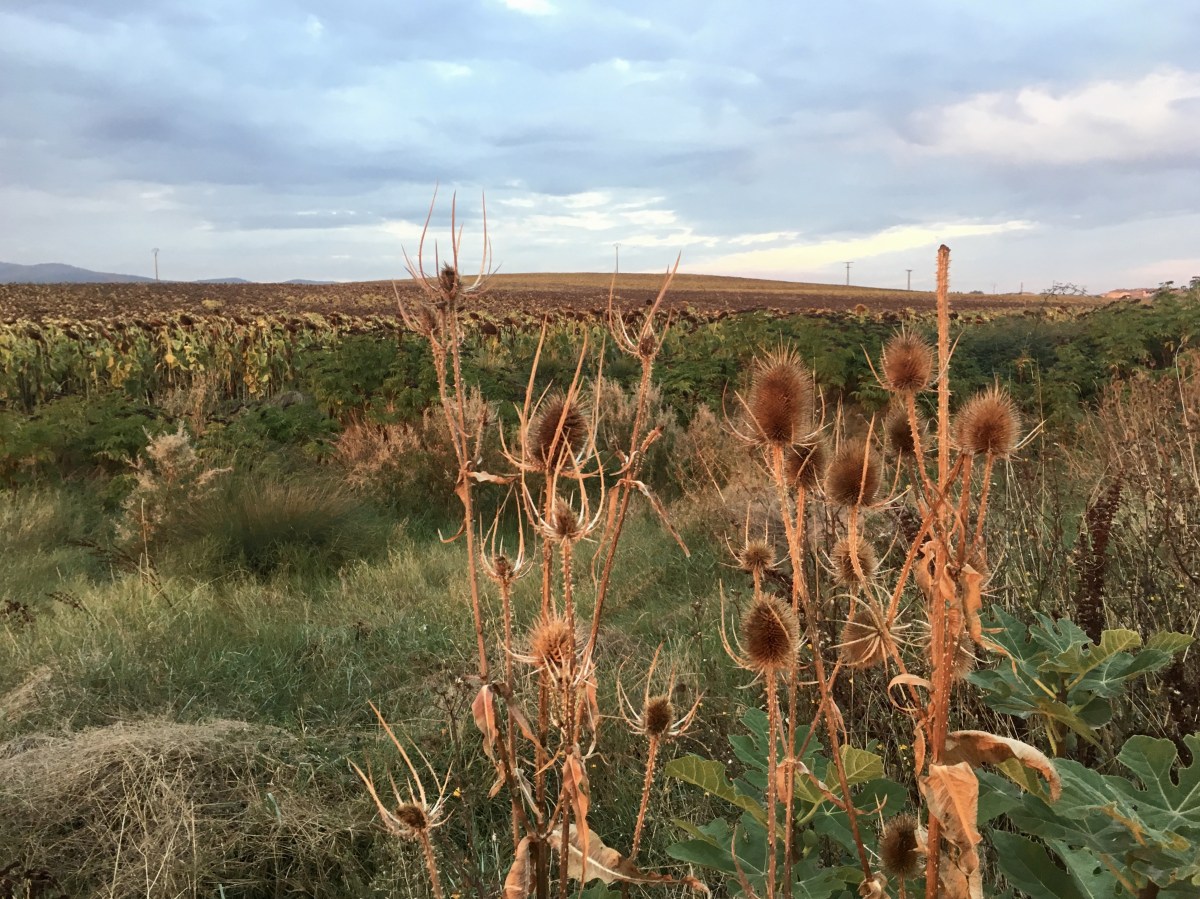 fullsizeoutput_1807e