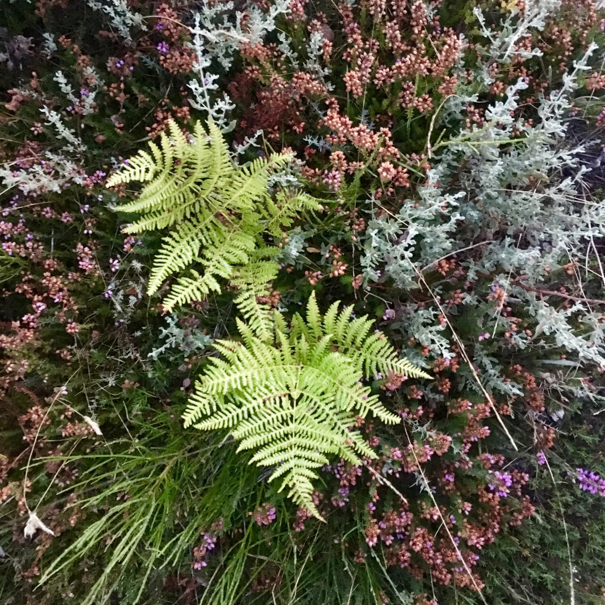 fullsizeoutput_1881d