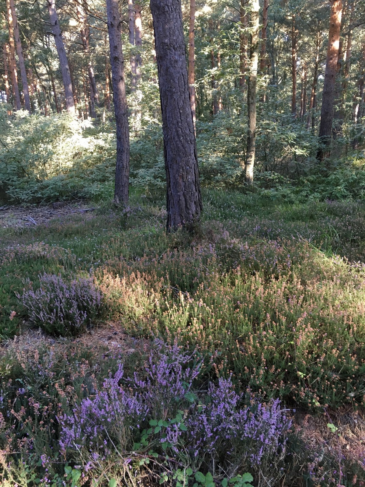 fullsizeoutput_18826