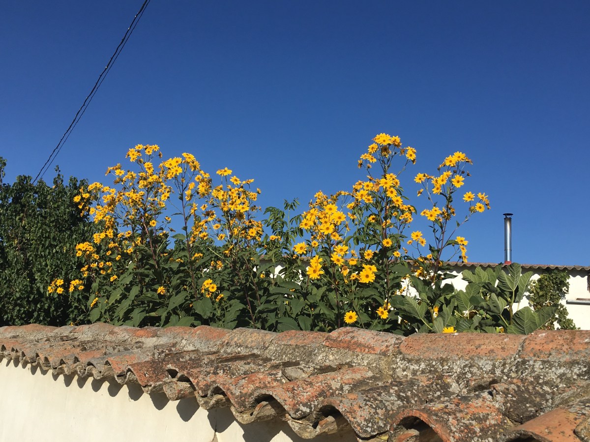 fullsizeoutput_16c72